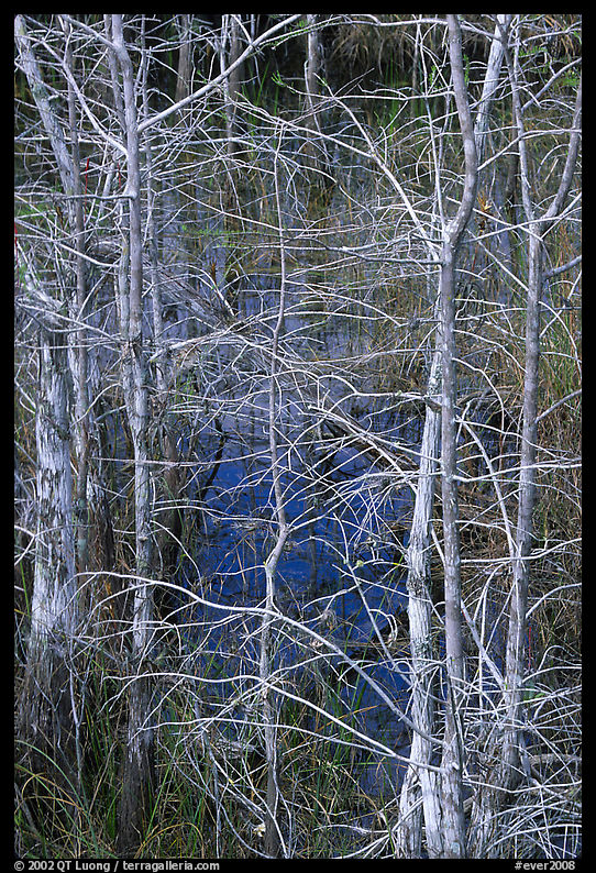 Pond Cypress (Taxodium ascendens). Everglades  National Park, Florida, USA.
