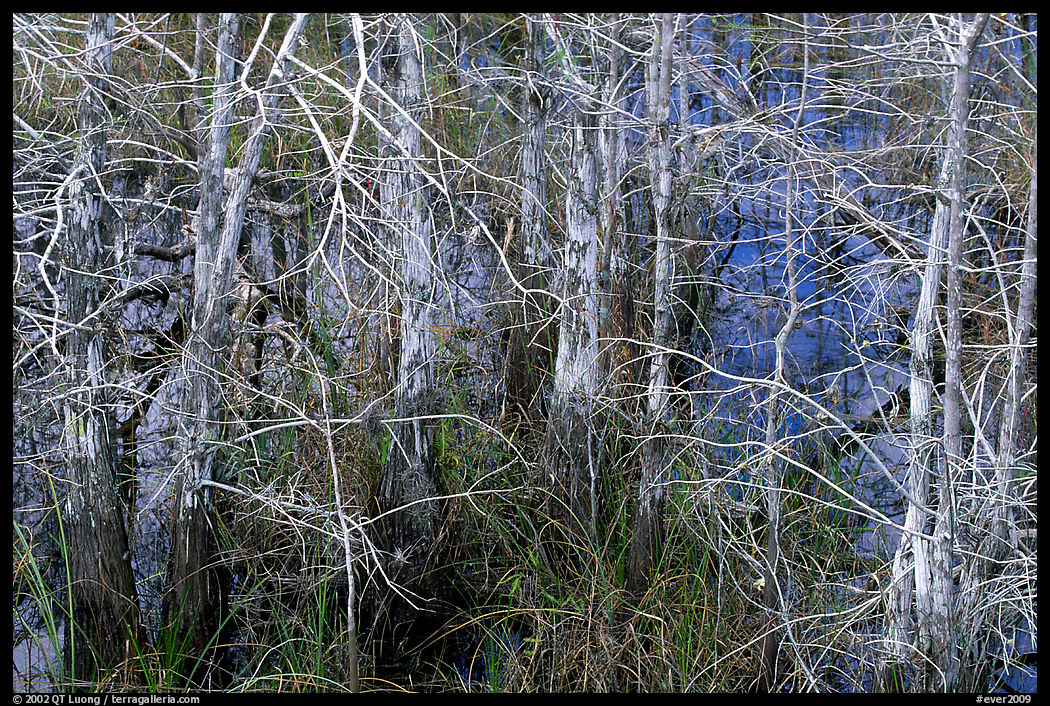 Bare cypress in marsh at Pa-hay-okee. Everglades  National Park, Florida, USA.