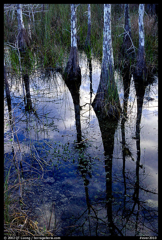 Pond Cypress reflexions near Pa-hay-okee. Everglades  National Park, Florida, USA.