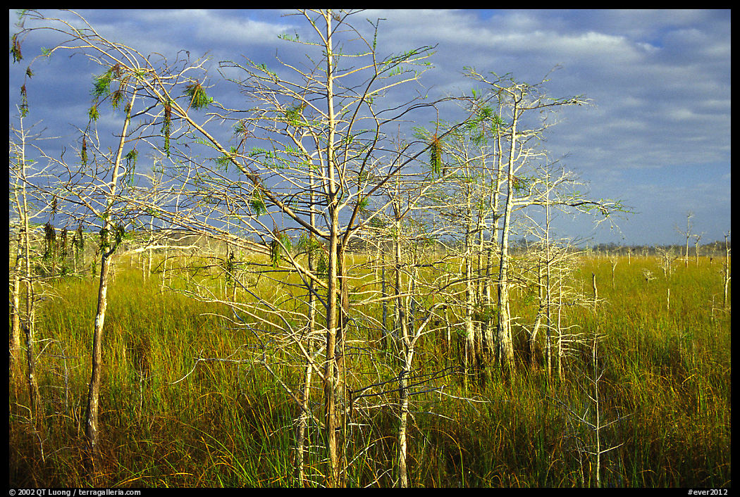Cypress and sawgrass near Pa-hay-okee, morning. Everglades  National Park, Florida, USA.