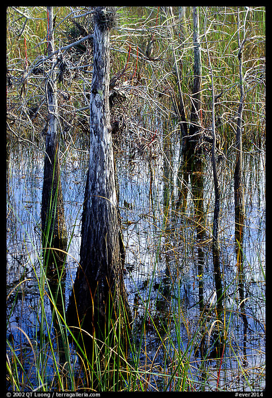 Cypress (Taxodium ascendens) and sawgrass (Cladium jamaicense), morning. Everglades  National Park, Florida, USA.