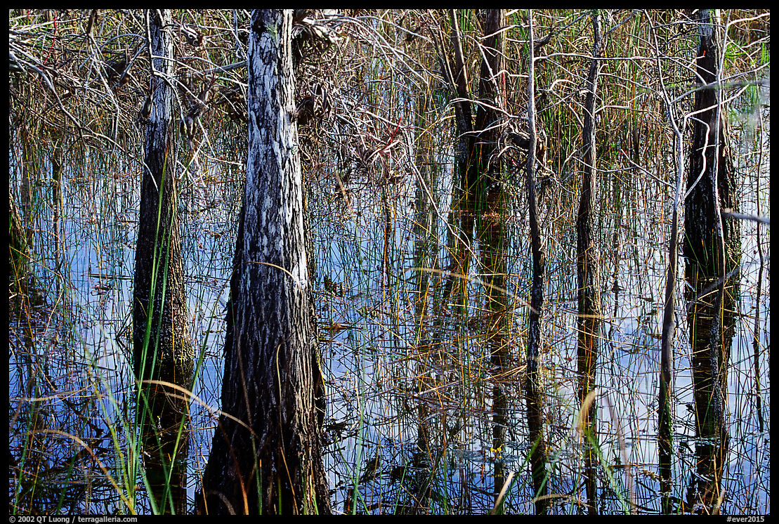 Cypress and sawgrass close-up near Pa-hay-okee, morning. Everglades  National Park, Florida, USA.