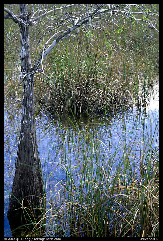 Swamp with cypress and sawgrass  near Pa-hay-okee, morning. Everglades  National Park, Florida, USA.