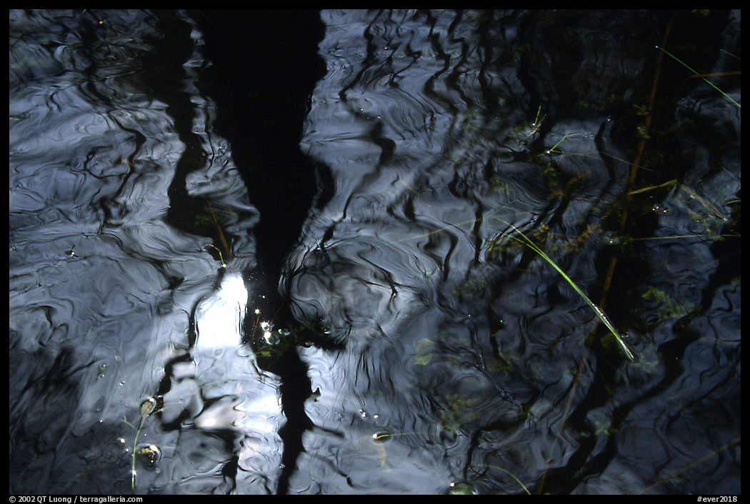 Reflexion in black water of a cypress dome. Everglades  National Park, Florida, USA.