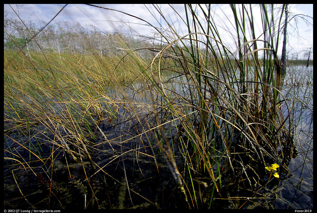 Yellow carnivorous flower and cypress. Everglades  National Park, Florida, USA.