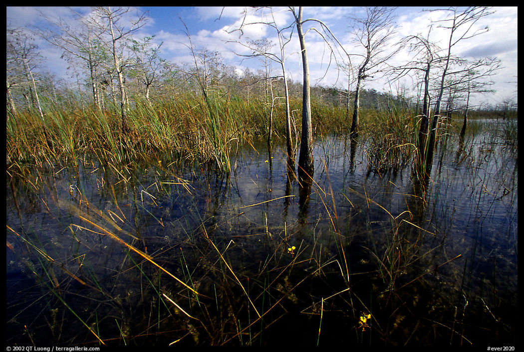 Yellow carnivorous flower and cypress. Everglades  National Park, Florida, USA.