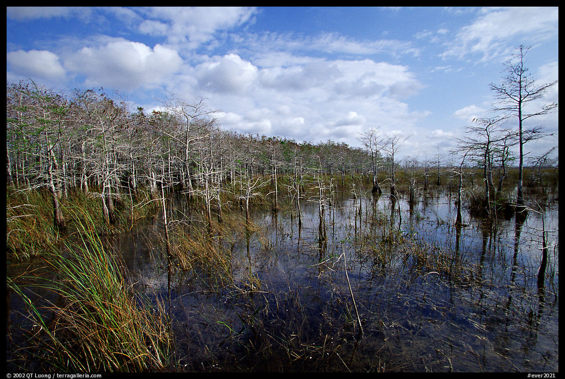 Cypress dome. Everglades  National Park, Florida, USA.