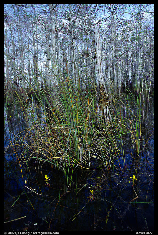 Yellow carnivorous flower and cypress. Everglades  National Park, Florida, USA.