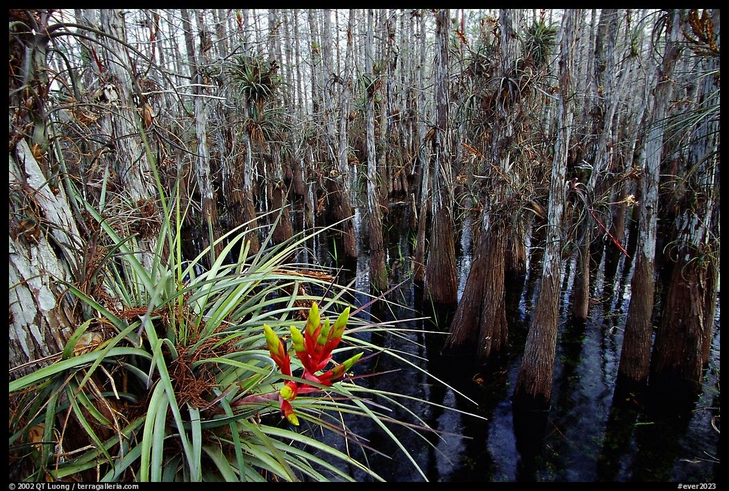 Bromeliad and cypress inside a dome. Everglades  National Park, Florida, USA.