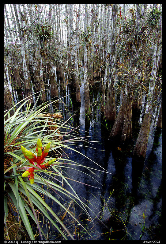 Cypress dome with bromeliad and cypress trees. Everglades  National Park, Florida, USA.