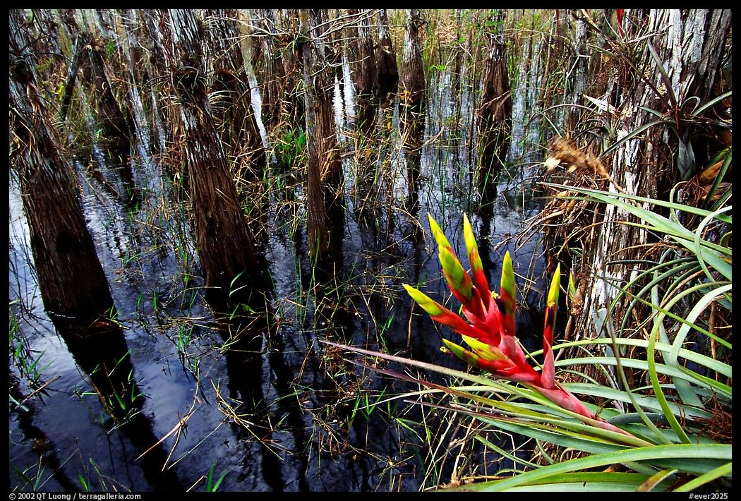 Bromeliad and bald cypress inside a dome. Everglades  National Park, Florida, USA.