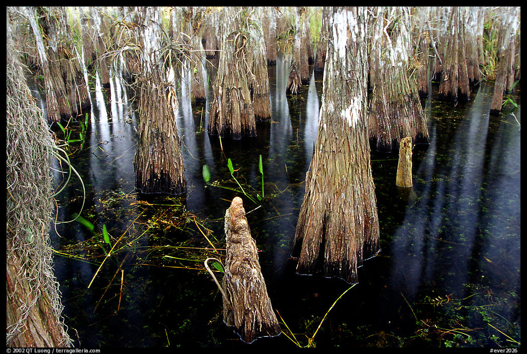 Cypress knees and trunks. Everglades  National Park, Florida, USA.