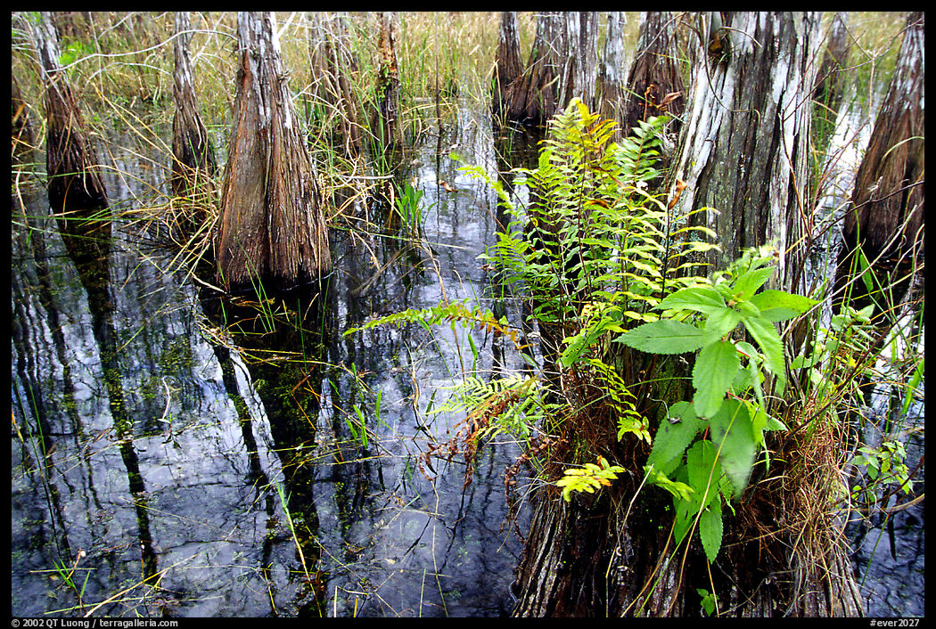 Swamp Ferns (Blechnum serrulatum) on cypress. Everglades  National Park, Florida, USA.