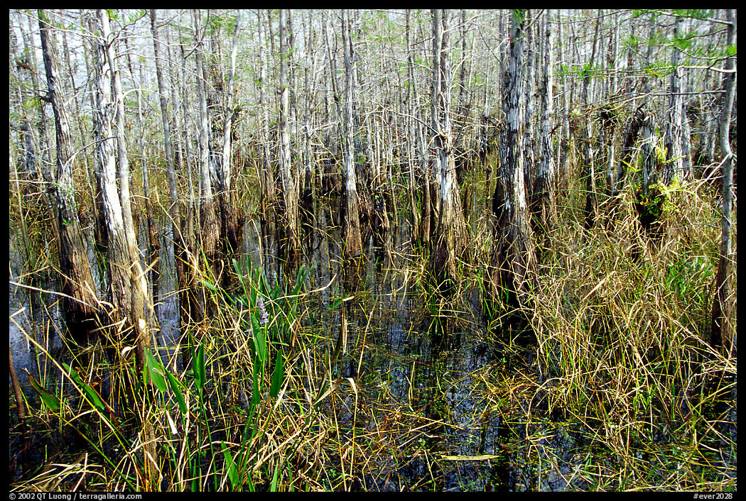 Bald cypress (Taxodium distichum). Everglades  National Park, Florida, USA.