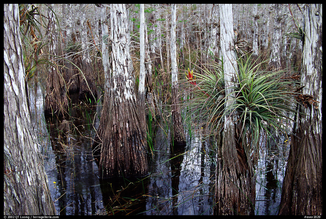 Bromeliad and cypress inside a dome. Everglades  National Park, Florida, USA.