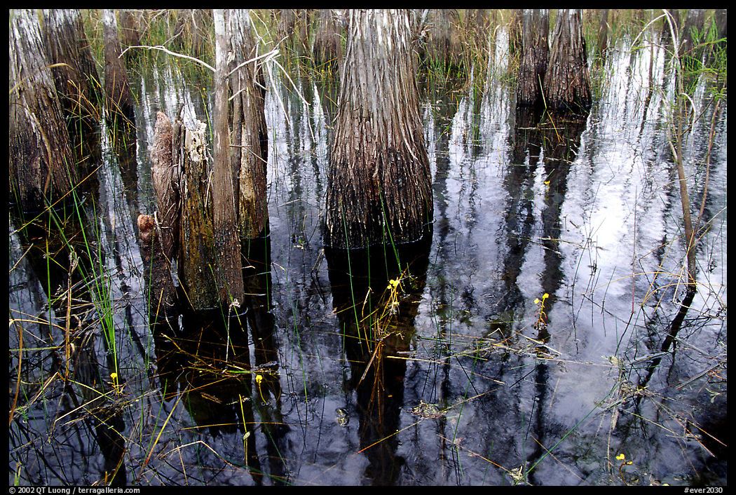 Yellow flowers, sawgrass and cypress. Everglades  National Park, Florida, USA.