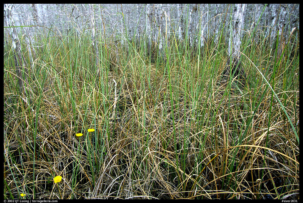 Grasses and pond cypress forest. Everglades  National Park, Florida, USA.