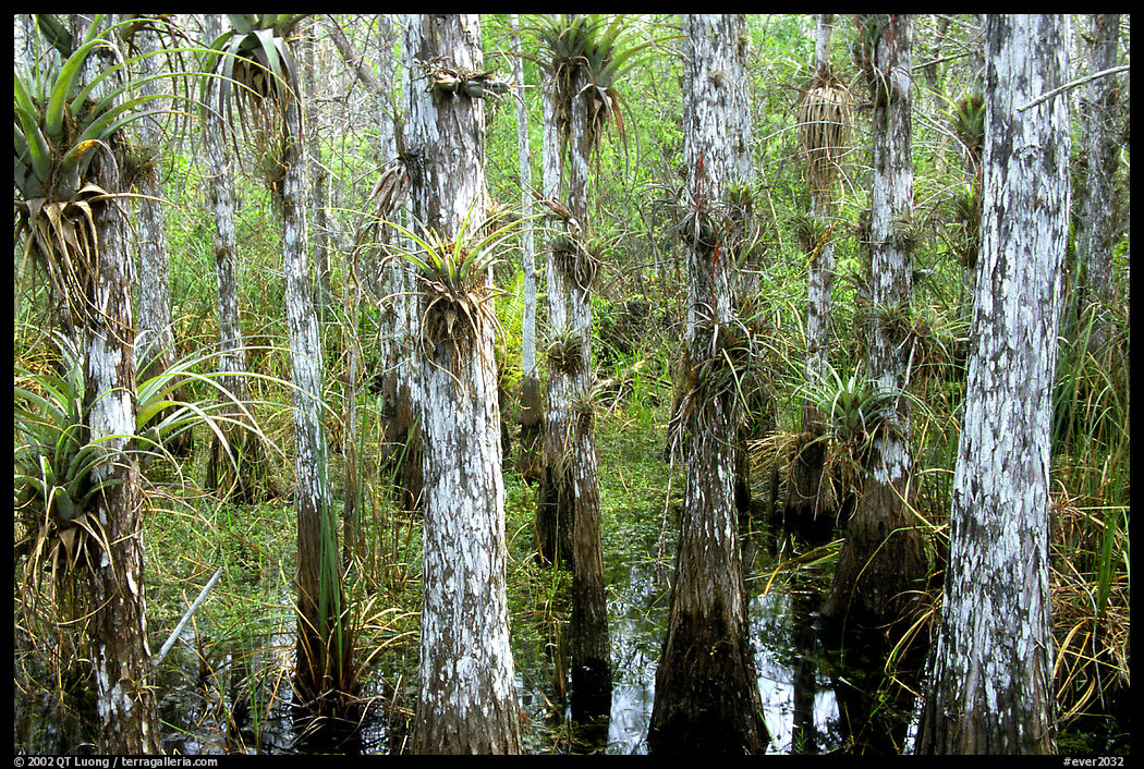 Bromeliad and cypress inside a dome. Everglades  National Park, Florida, USA.