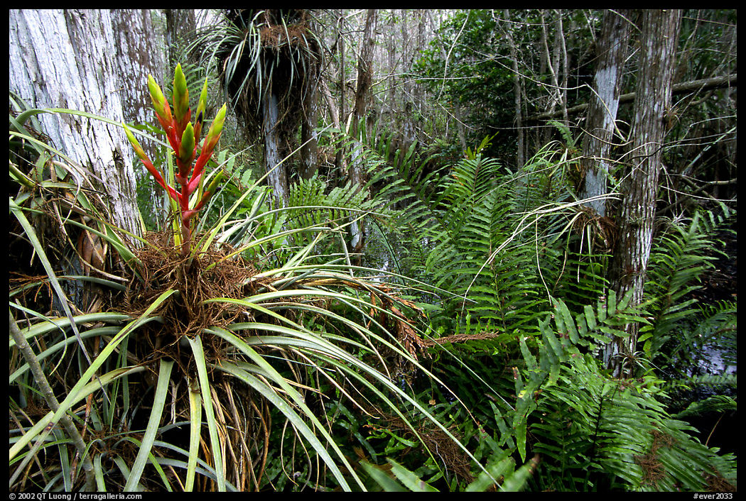 Bromeliad and swamp ferns inside a dome. Everglades  National Park, Florida, USA.