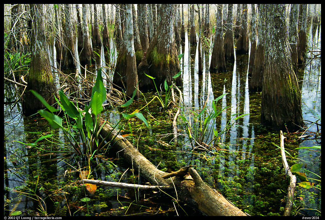 Freshwater marsh environment. Everglades  National Park, Florida, USA.