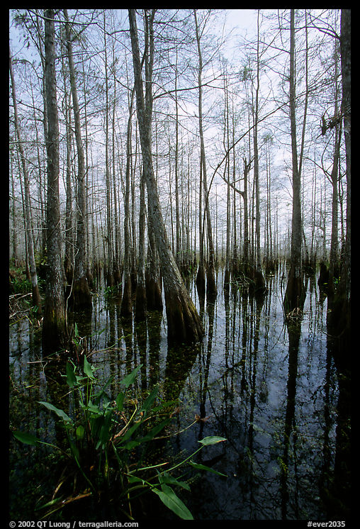 Cypress dome near Pa-hay-okee. Everglades  National Park, Florida, USA.