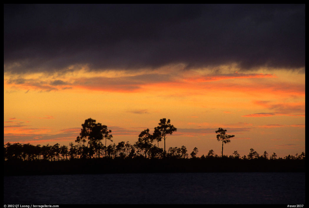 Stormy sunset and pine trees,  Pine Glades Lake. Everglades  National Park, Florida, USA.