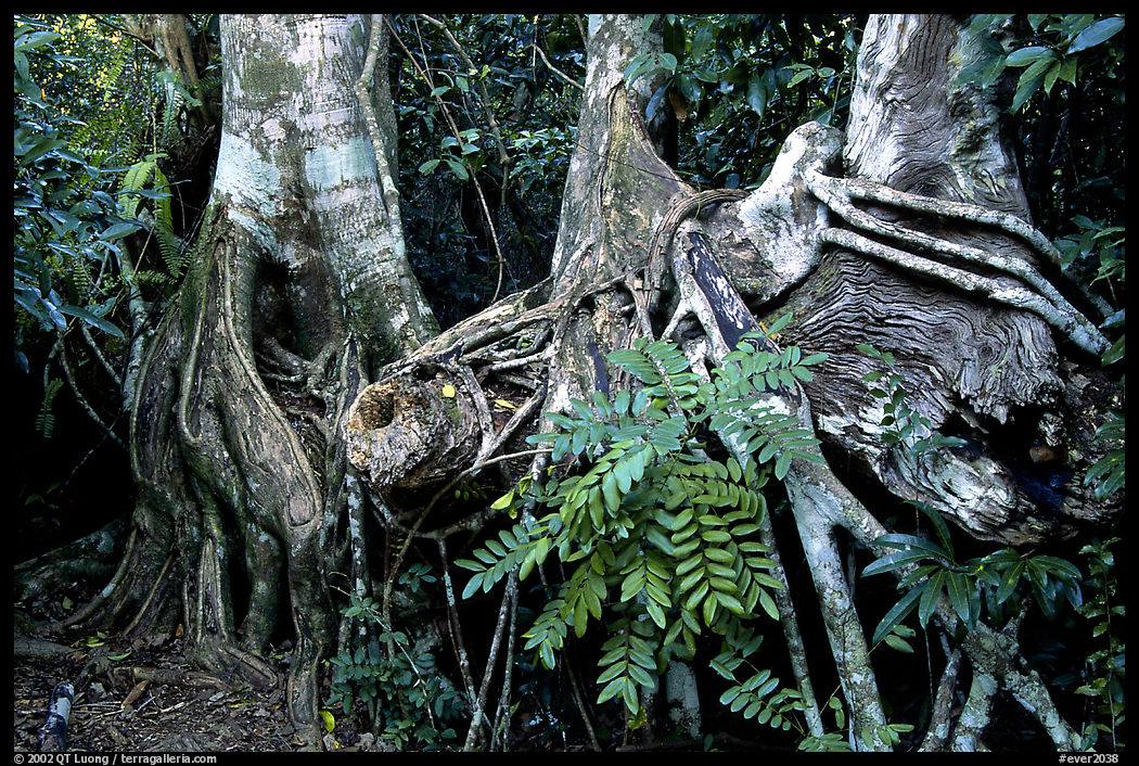 Strangler Fig (Ficus aurea) roots in tropical hardwood hammock. Everglades  National Park, Florida, USA.