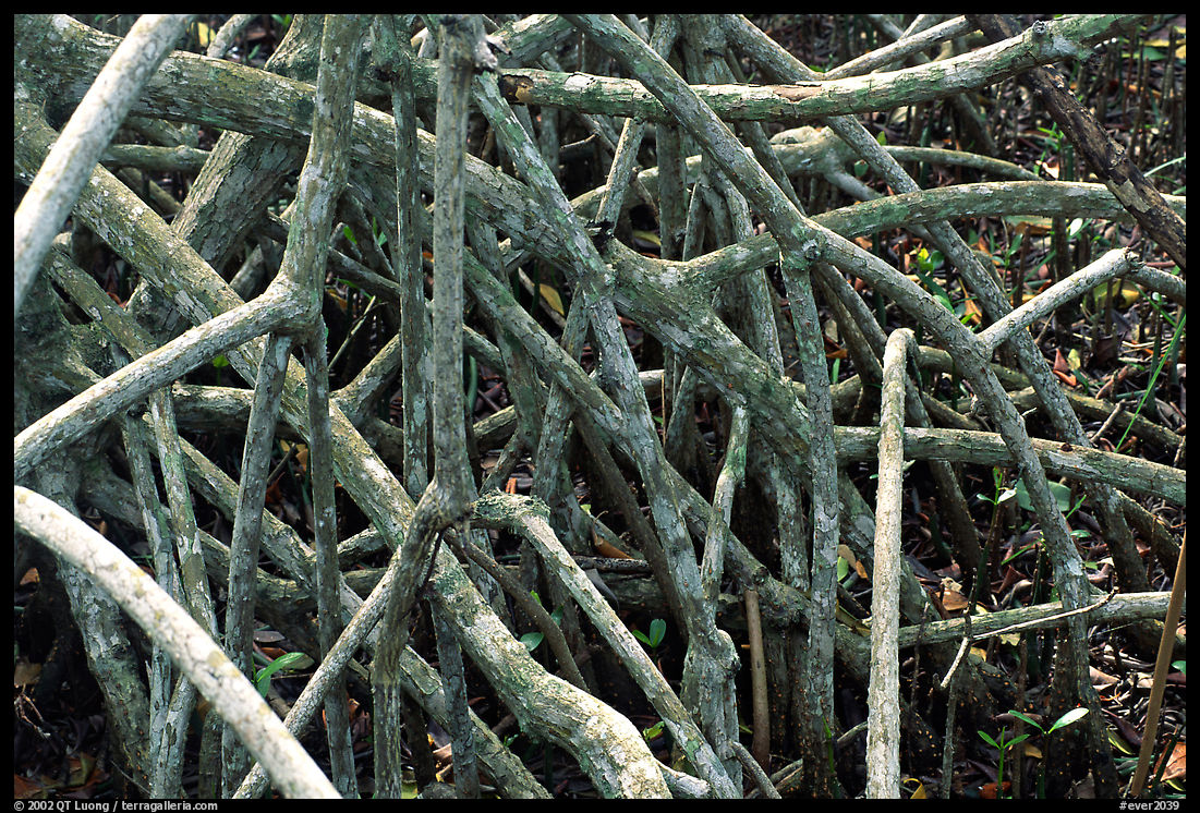Black mangrove (Avicennia nitida) roots. Everglades  National Park, Florida, USA.