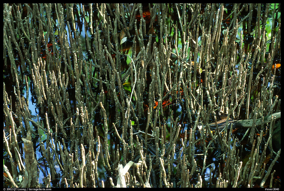 Black Mangrove (Avicennia nitida) breathing tubes. Everglades  National Park, Florida, USA.