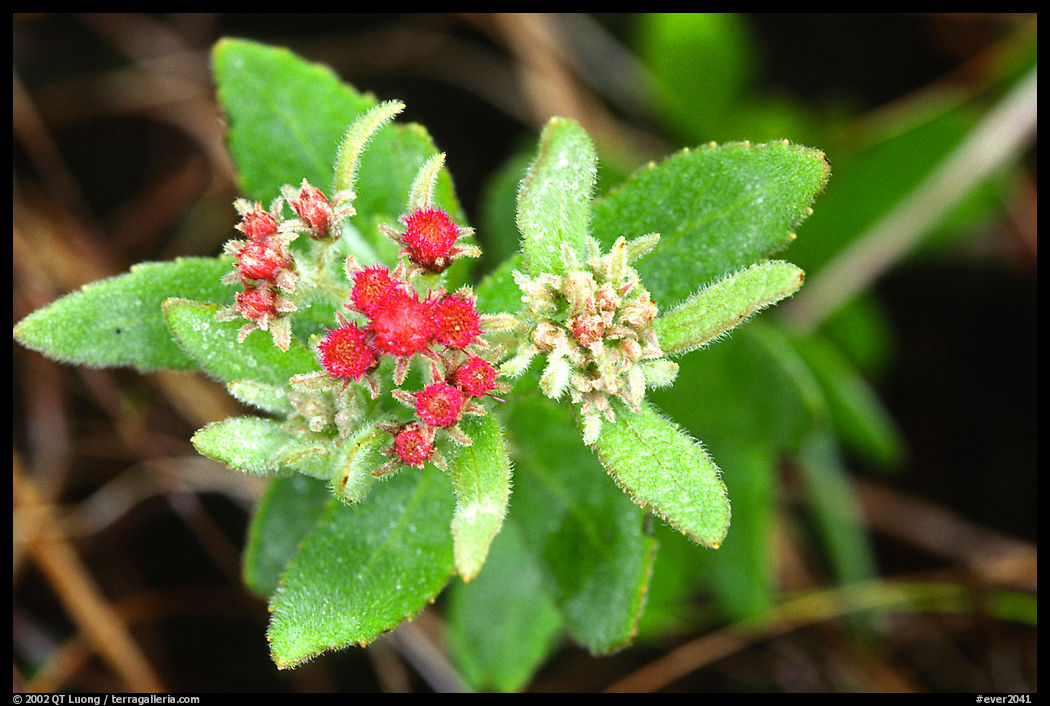 Flower. Everglades  National Park, Florida, USA.