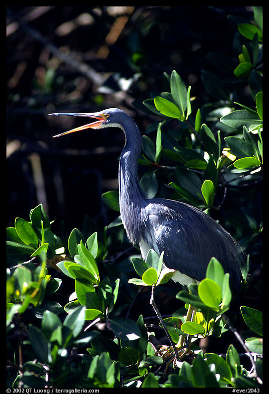 Tri-colored heron. Everglades  National Park, Florida, USA.