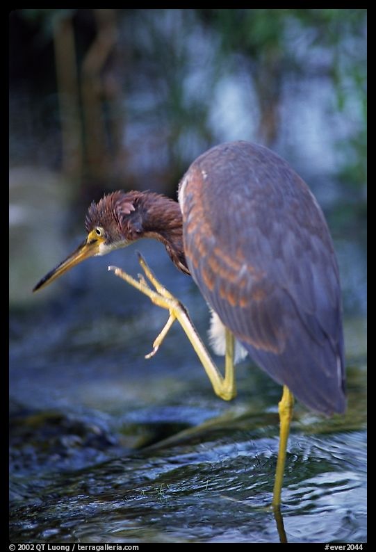 Tri-colored heron. Everglades  National Park, Florida, USA.