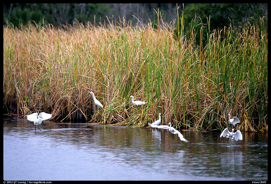 White Herons. Everglades  National Park, Florida, USA.