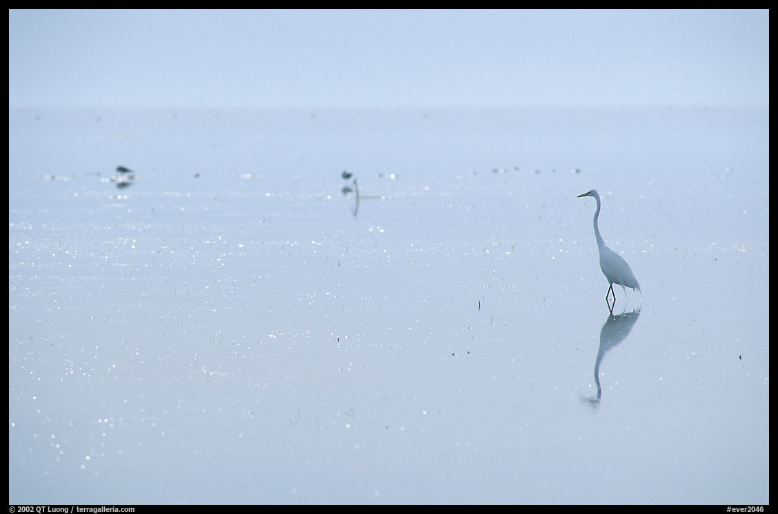 Great White Heron on bayshore. Everglades  National Park, Florida, USA.