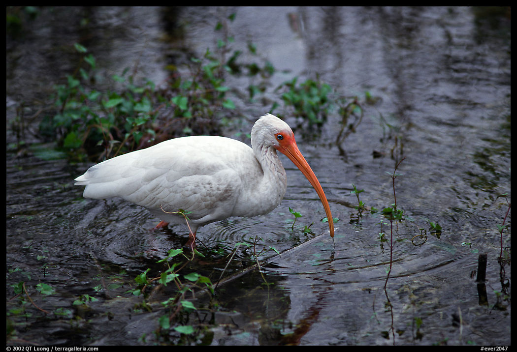 Ibis. Everglades  National Park, Florida, USA.