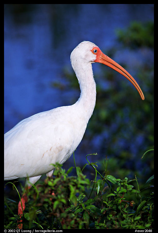 White Ibis. Everglades  National Park, Florida, USA.