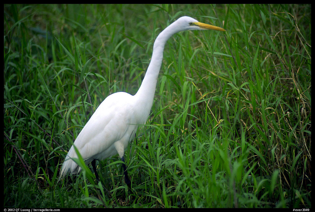 Great White Heron. Everglades  National Park, Florida, USA.