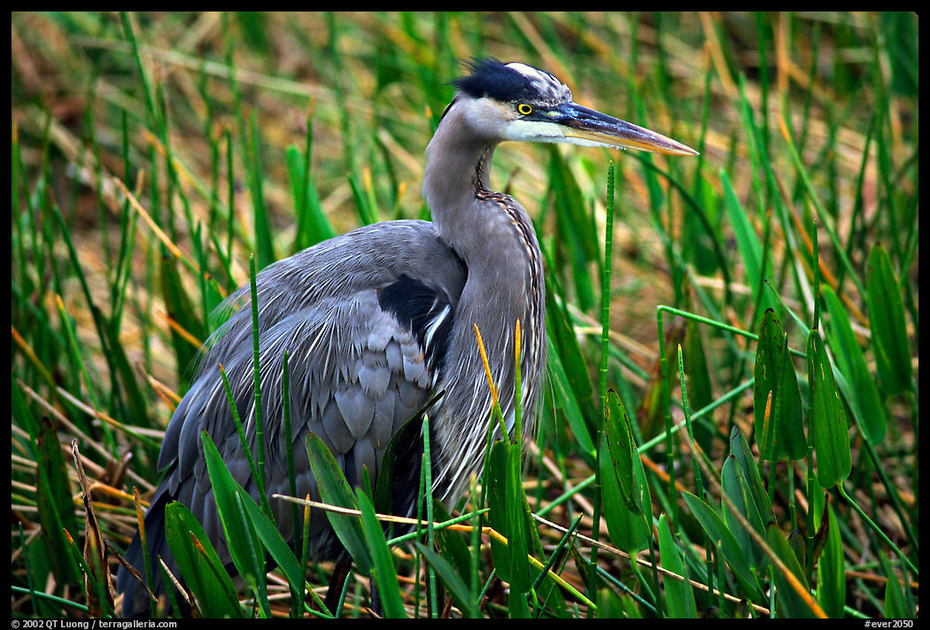 Blue heron. Everglades  National Park, Florida, USA.