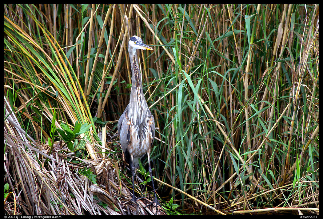 Great Blue Heron. Everglades  National Park, Florida, USA.