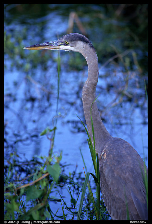 Blue heron. Everglades  National Park, Florida, USA.