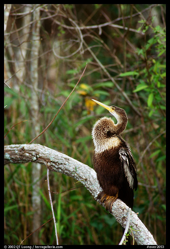 Ahinga. Everglades  National Park, Florida, USA.