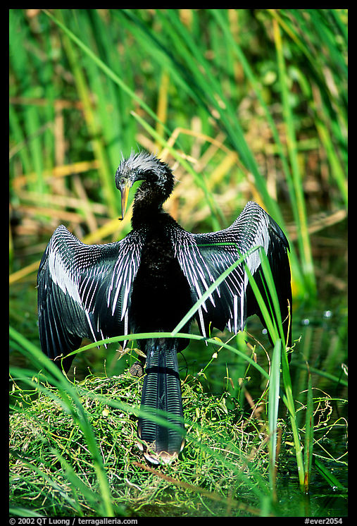 Ahinga. Everglades  National Park, Florida, USA.