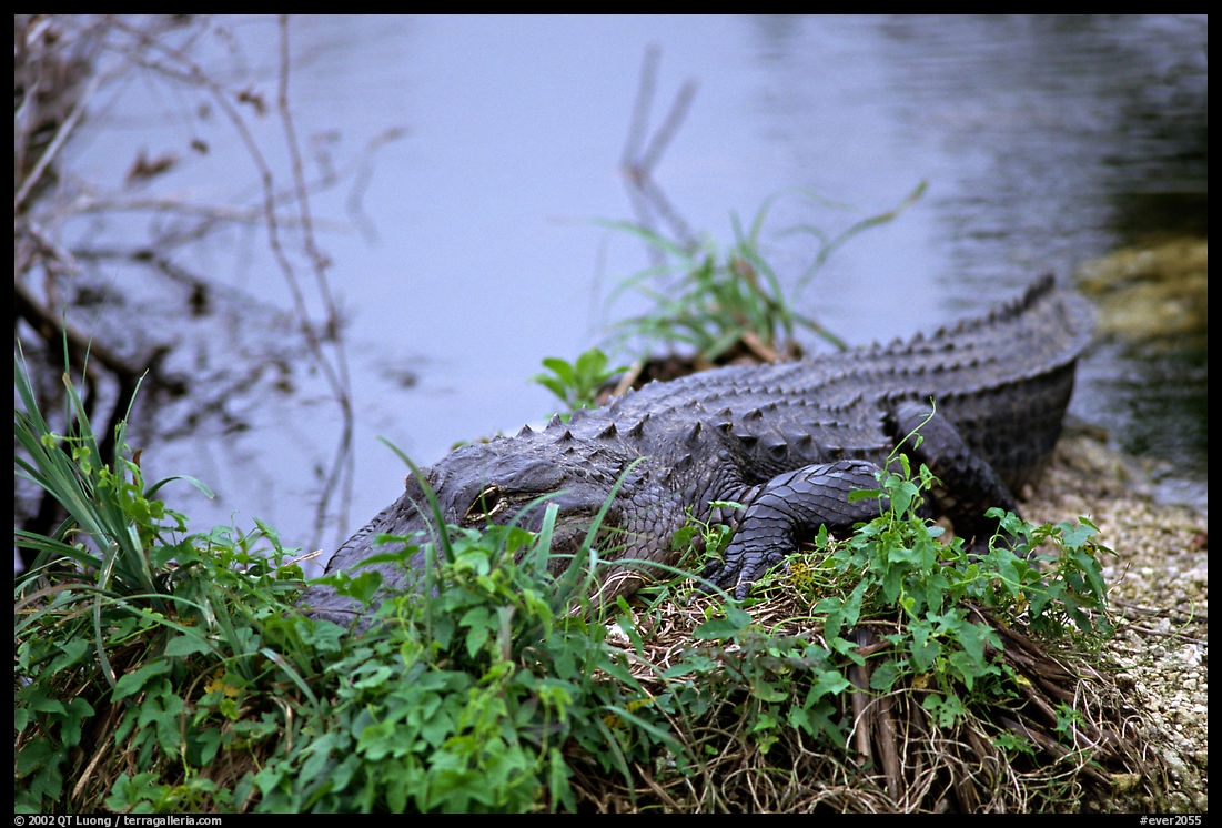 Alligator (scientific name: Alligator mississippiensis). Everglades  National Park, Florida, USA.