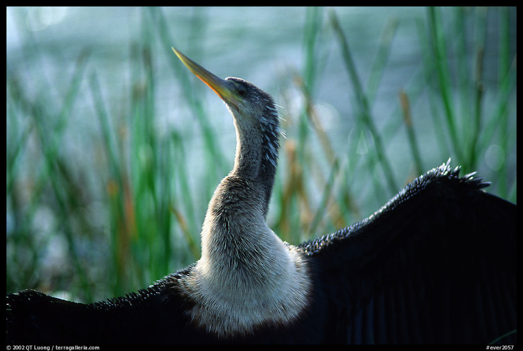 Ahinga. Everglades  National Park, Florida, USA.