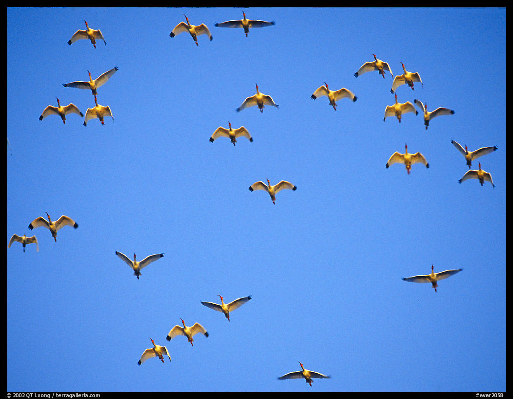 Flock of white ibis in flight. Everglades  National Park, Florida, USA.