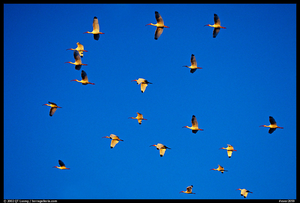 White ibis in flight. Everglades  National Park, Florida, USA.