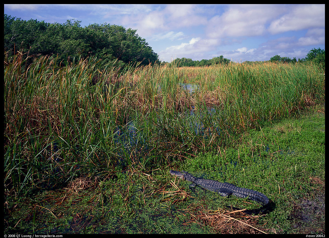 Alligator resting on grass near Eco Pond. Everglades  National Park, Florida, USA.