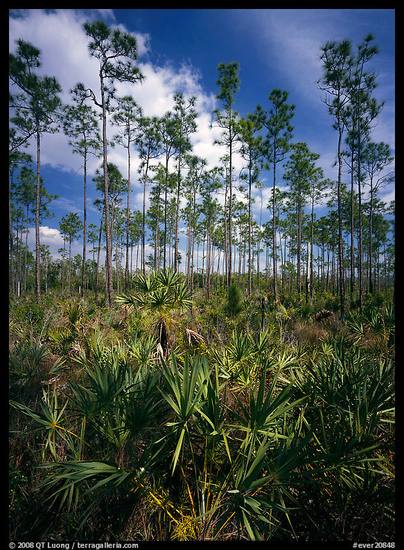 Slash pines and saw-palmetttos, remnants of Florida's flatwoods. Everglades  National Park