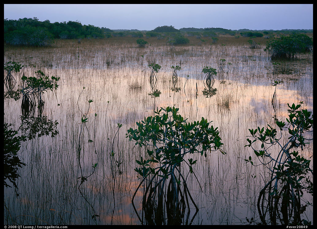 Mangrove shrubs several miles inland near Parautis pond, sunrise. Everglades  National Park, Florida, USA.