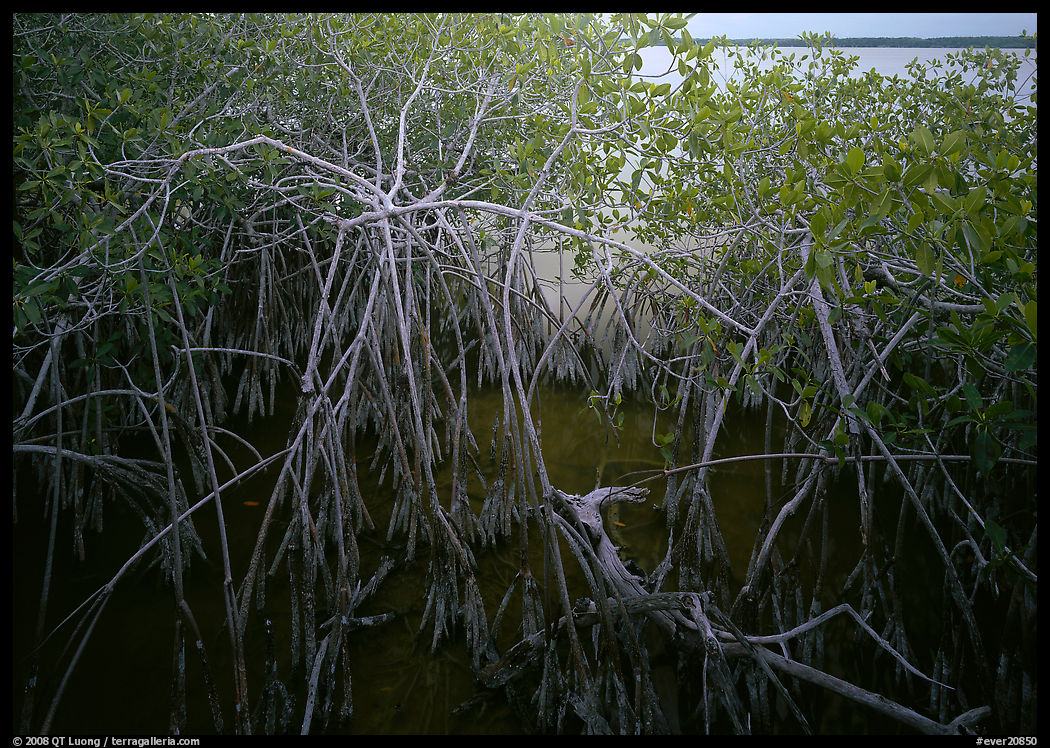 Red mangroves on West Lake. Everglades  National Park, Florida, USA.
